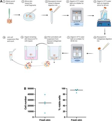 An Optimized Tissue Dissociation Protocol for Single-Cell RNA Sequencing Analysis of Fresh and Cultured Human Skin Biopsies